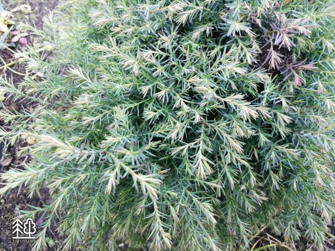 Thuja occidentalis   'Sherwood Moss'